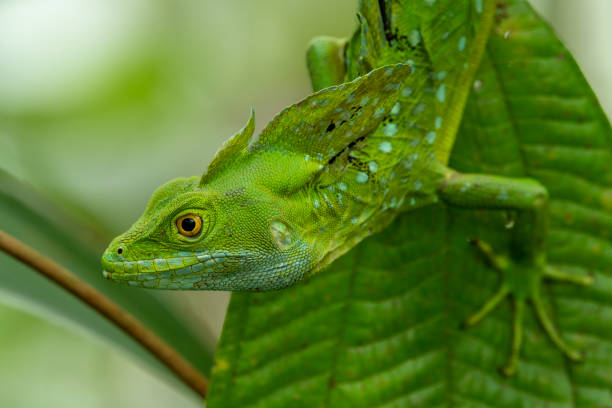 istock Green Basilisk (Basiliscus Plumifrons) - stock photo 1489669141