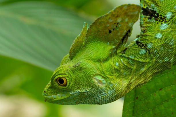 istock Green Basilisk (Basiliscus Plumifrons) - stock photo 1489669183