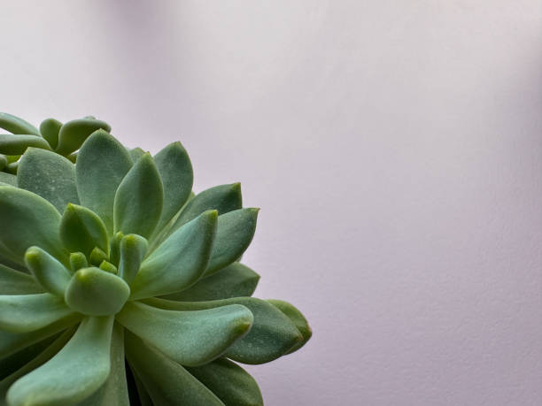 istock Beautiful succulent potted plant (stone lotus Graptopetalum paraguayense) with lavender background 1489669376