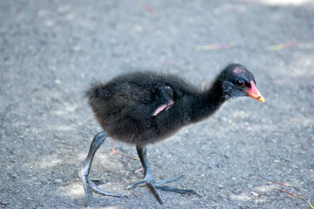 the dusky moorhen chick is looking for its mother the dusky moorhen chick is all grey with the beak is orange and yellow moorhen bird water bird black stock pictures, royalty-free photos & images