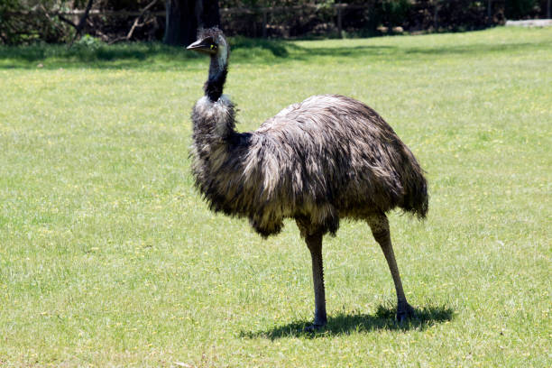 istock the australian emu is walking across the field 1489671377