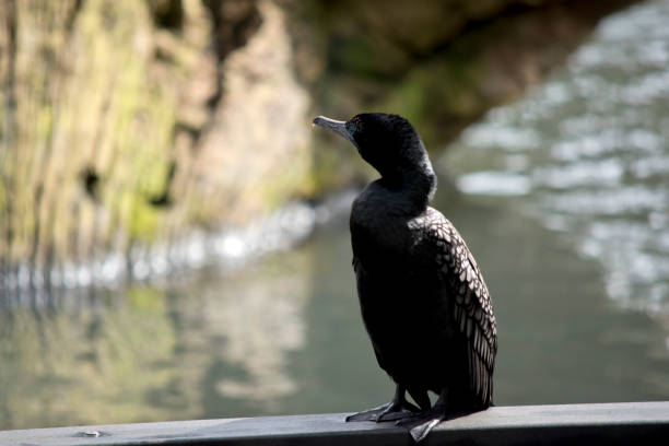 the little black cormorant is perched on the edge of the pier