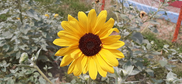 The Common Sunflower is a Asteraceae family annual forb Edible oily seeds plant. It is cultivated mainly Edible oily seeds and Birds food.