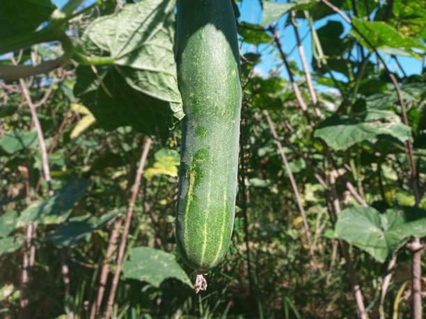 istock Selective Focus of Cucumber Fruit on Its Tree During the Hot Summer Day 1489679549