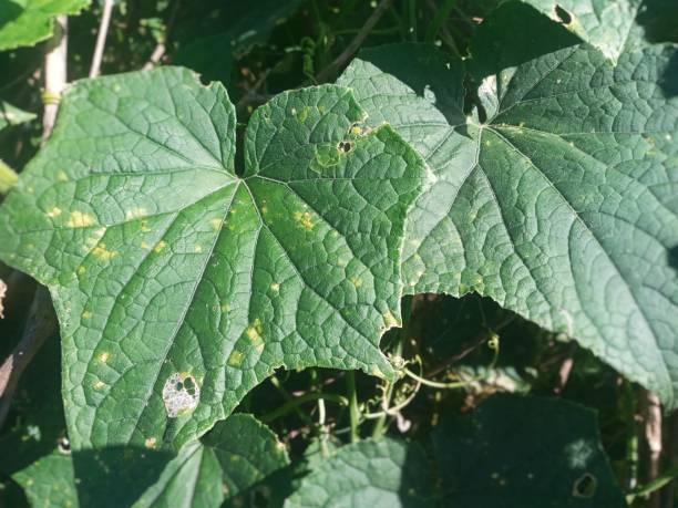 istock Selective Focus of Cucumber Leaves During the Hot Summer Day 1489679603
