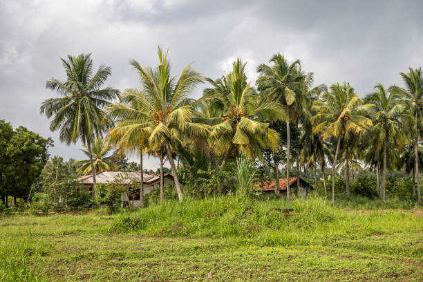 istock Coconut palm tree at a farm 1489679810