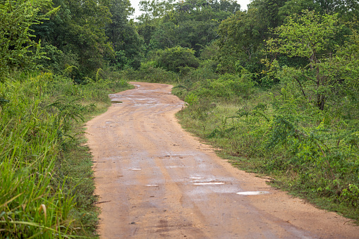 Dirt road through the jungle with puddles after a short period of rain in the central part of Sri Lanka