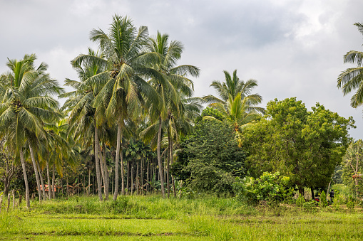 Coconut palm trees are a traditional crop in Sri Lanka and it is very few farms that don't have one or several of the palm trees on its premises. This picture is taken in the area called Dambulla in the Central Province