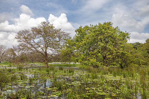 In Sri Lanka its normal trees are growing in the many lakes both artificial lakes and natural - this one is from Dambulla in the Central Province