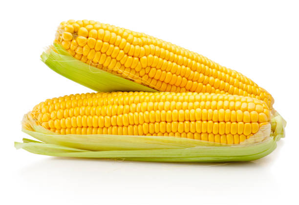 istock Two corn ears with leaves isolated on white background 1489682985