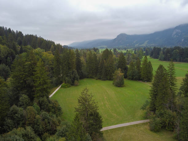 istock Atmospheric forest scenery with dirt road among firs in mountains. 1489683217