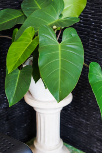 istock Philodendron rugosum plant 1489687556