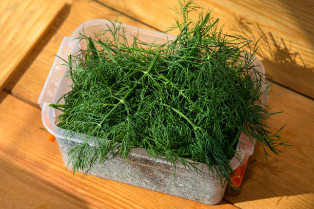 istock Fresh dill on a wooden background. Dill in a plastic container. Dill sprigs on a brown background. juicy dill. eco products. 1489697417