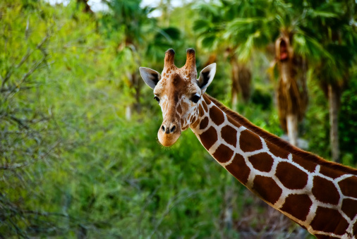 A giraffe's neck and head on a background of green background of trees.