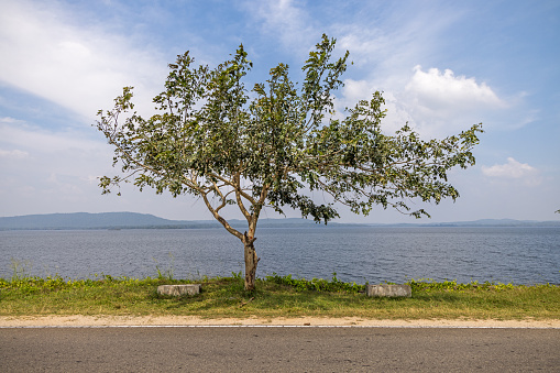 Tree in front of a water reservoir in Kantale in the Eastern Province in Sri Lanka