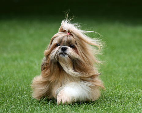 An adorable purebred pet shih tzu enjoying time outdoors in the grass.