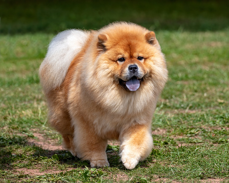 Fluffy red Chinese Chow Chow dog on grass