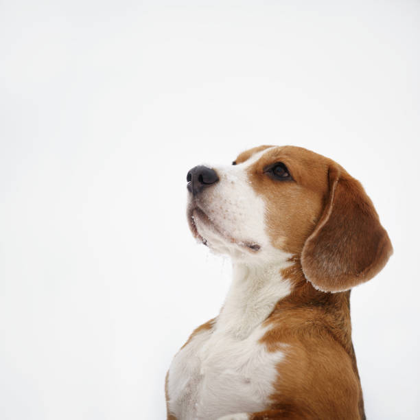 istock beagle dog outdoor winter portrait with copyspace 1489702708