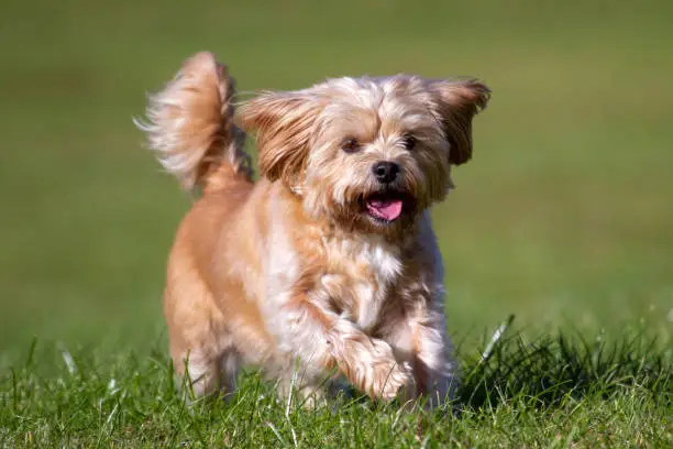 Cute little mixed breed dog known as a Shorkie, Shih Tzu x Yorkie running on grass