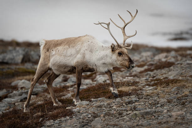 istock The reindeer in the wild 1489708695