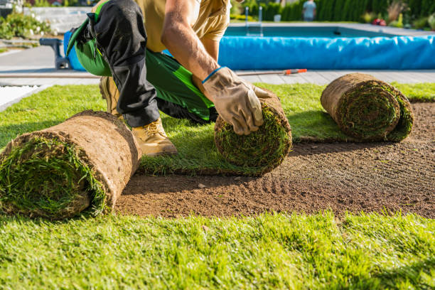 istock Rolls of Natural Grass Turfs Being Installed Inside a Backyard Garden 1489711421