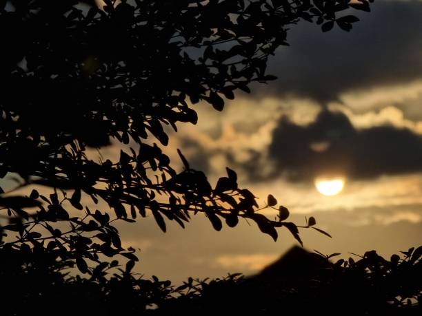 istock The evening sun that covers the leaves 1489714478