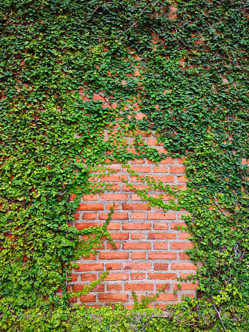 Green ivy plant growing on a brick wall of the house. A climbing plant, Retro style background