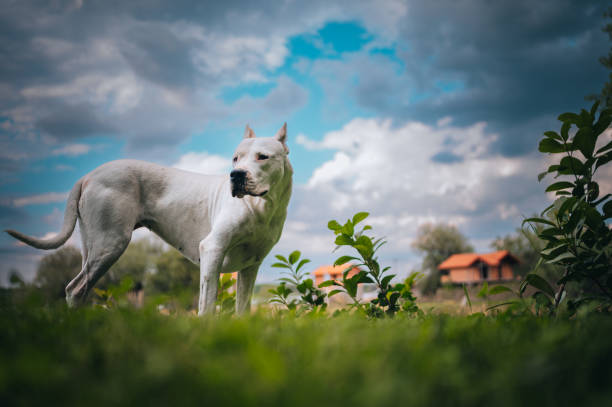 Dogo Argentino Portait of a young female Dogo Argentino outdoors during a beautiful sunny day. dogo argentino stock pictures, royalty-free photos & images