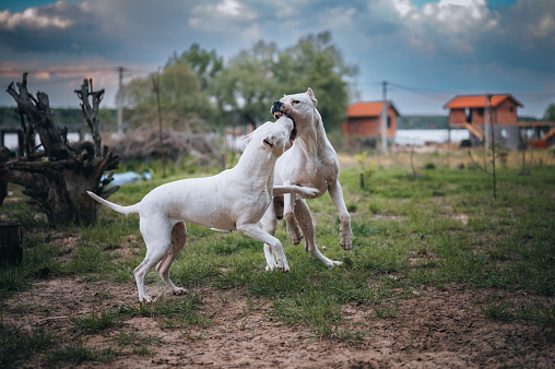 Two Dogo Argentino dogs playing together outdoors