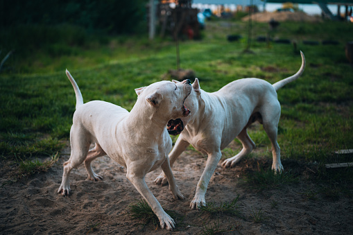 Two Dogo Argentino dogs playing together outdoors