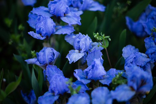 Close up of blooming blue iris flowers
