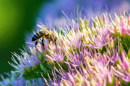 A bee on a bright big flower collects nectar. Side view. Close-up.