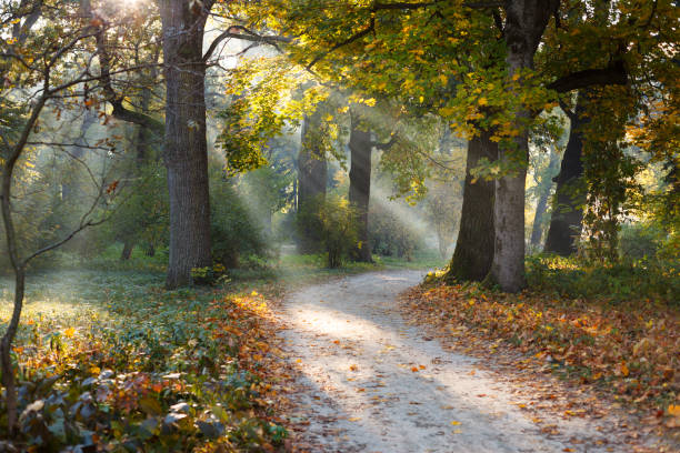 istock Beautiful oak trees in the sunlight mist 1489722415