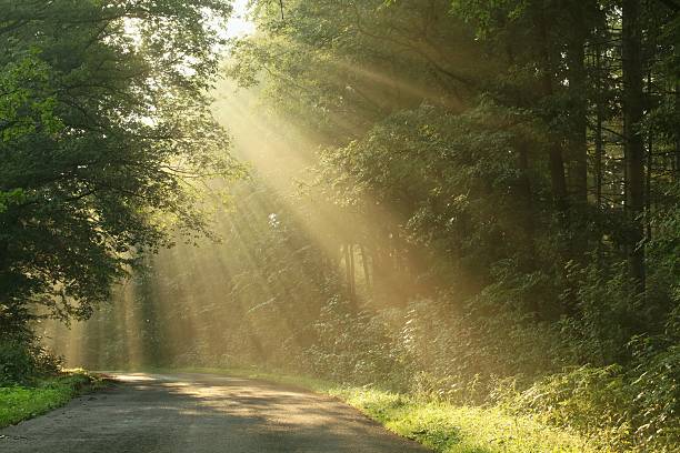 istock Country road at dawn 148972526