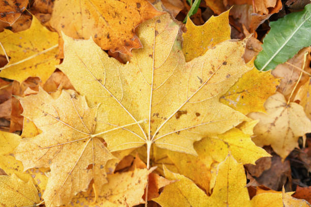Top view of autumn maple tree leaves, fall background. Digitally generated image. 3d render.