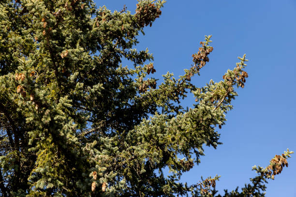 istock old spruce trees with green needles in the spring season 1489726829