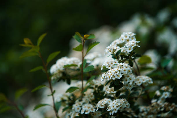 White flowers on a wild green bush