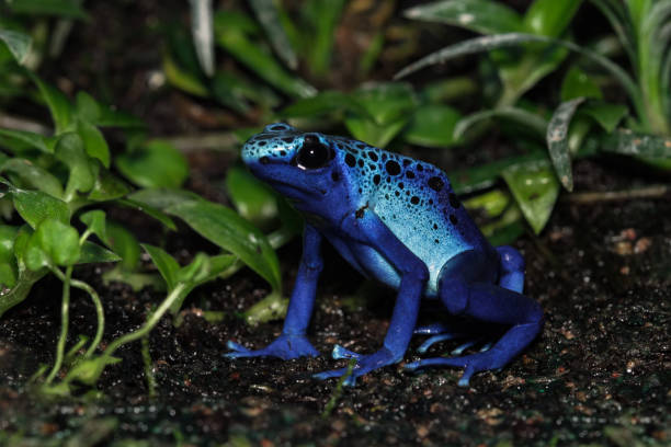 블루 독 다트 개구리, 덴드로베이트 팅토리우스 아주레우스 - blue poison arrow frog 뉴스 사진 이미지