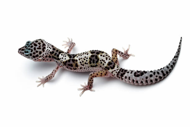 istock Fat-tailed geckos isolated on white background 1489727049