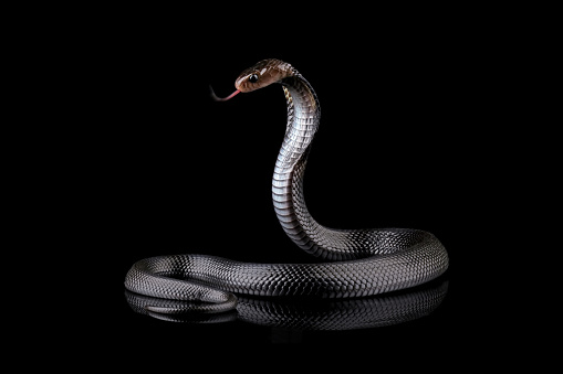 Coiled rattlesnake on white background.