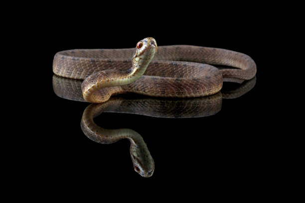 istock slug-eating snake isolated on black background 1489727141