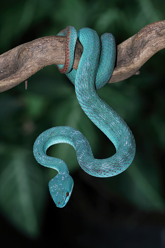 blue viper snake closeup on branch, blue insularis,Trimeresurus Insularis