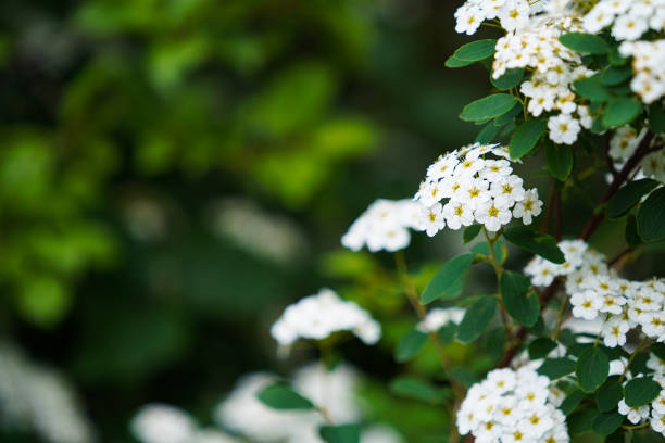 White flowers on a wild green bush