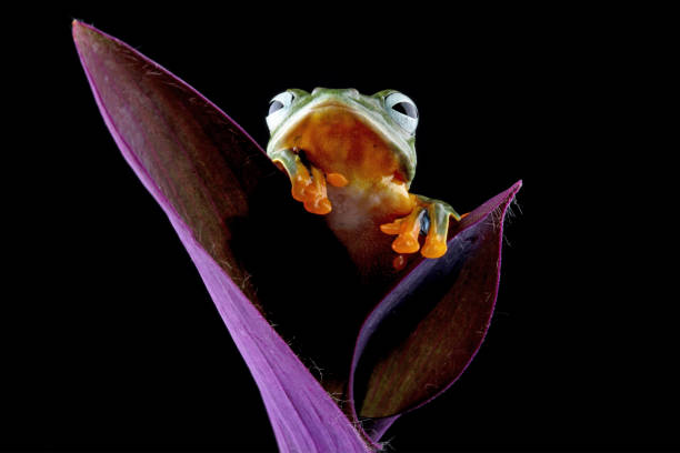 istock Flying frog sitting on leaves (Tradescantia Pallida plant) 1489727873