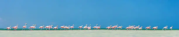 Photo of Pink flamingos panorama