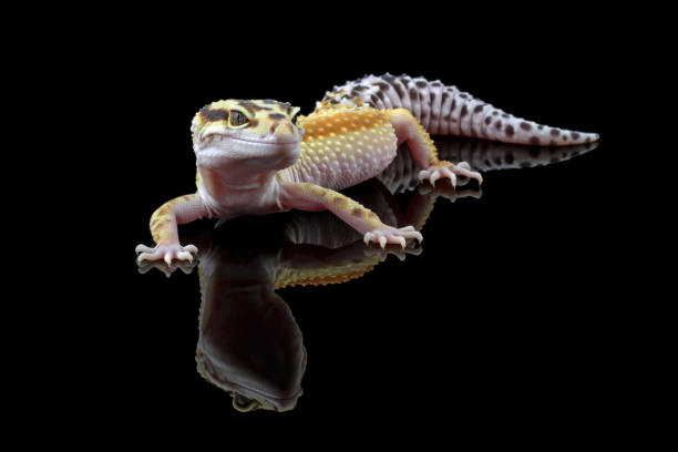 istock Leopard gecko lizard full length body 1489731486