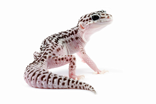 Fat-tailed geckos isolated on white background