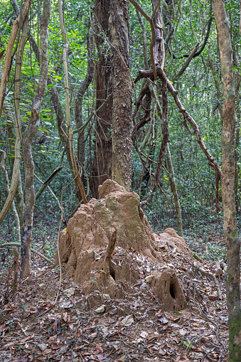 Termite mound in a jungle with trees and lianas in the Wilpattu Nation Park in the North Western Province in Sri Lanka