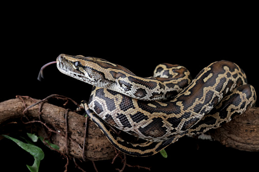 Molurus Python Molurus Bivittatus Isolated On Black Background Stock Photo ...