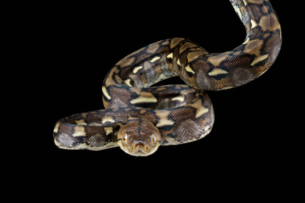 istock close-up of a snake, non-venomous snake 1489732022